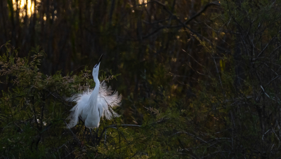 In het allerlaatste licht zat deze reiger zich toch nog flink uit te sloven.