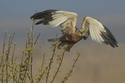 <i class='fa fa-user'></i> anevanrees |   Bruine Kiekendief  <i class='fa fa-eye'> 560</i>  <i class='fa fa-thumbs-up'> 30</i>   <i class='fa fa-comment-o'> 20</i>