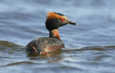 Nee, nee, geen Geoorde Fuut, maar een Kuifduiker. Een echte duiker. Zat meer onder dan boven water. Had al eerder mooie opnamen van een Kuifduiker in winterkleed, maar dit is toch andere koek.