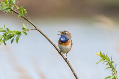 Vanmorgen voor het eerst de Everdinger Waarden bezocht en daar trof ik deze prachtige zingende Blauwborst aan.