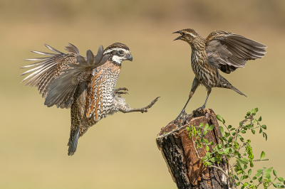 <i class='fa fa-user'></i> GeneGwin | Bobwhite  <i class='fa fa-eye'> 402</i>  <i class='fa fa-thumbs-up'> 20</i>   <i class='fa fa-comment-o'> 8</i>