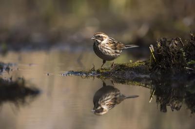 <i class='fa fa-user'></i> Bert Ooms |   Rietgors  <i class='fa fa-eye'> 253</i>  <i class='fa fa-thumbs-up'> 6</i>   <i class='fa fa-comment-o'> 7</i>