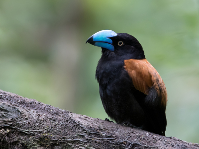 <i class='fa fa-user'></i> Paul van Giersbergen |   Helmvanga  <i class='fa fa-eye'> 170</i>  <i class='fa fa-thumbs-up'> 5</i>   <i class='fa fa-comment-o'> 5</i>