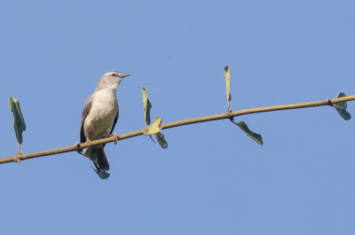 <i class='fa fa-user'></i> Paul van Giersbergen |   Rands Zanger  <i class='fa fa-eye'> 130</i>   <i class='fa fa-comment-o'> 0</i>