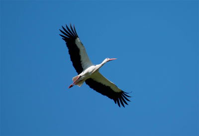Ik was onderweg naar de Vogelhut in Saasveld aan het molenven. Stonden er 2 ooievaars in het weiland naast de weg. Auto aan de kant, statief uit de kofferbak en de nodige foto's gemaakt, dit was de beste denk ik. Was rond 14:00 uur met volle zon.