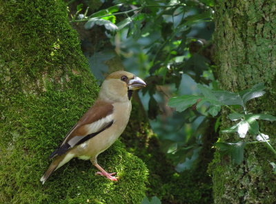 <i class='fa fa-user'></i> sieb |   Appelvink  <i class='fa fa-eye'> 302</i>  <i class='fa fa-thumbs-up'> 5</i>   <i class='fa fa-comment-o'> 12</i>