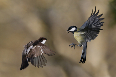 <i class='fa fa-user'></i> Gejo Wassink |   Bonte Vliegenvanger  <i class='fa fa-eye'> 464</i>  <i class='fa fa-thumbs-up'> 10</i>   <i class='fa fa-comment-o'> 17</i>