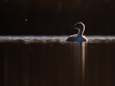 <i class='fa fa-user'></i> Vincent Vuik |   Fuut  <i class='fa fa-eye'> 271</i>  <i class='fa fa-thumbs-up'> 10</i>   <i class='fa fa-comment-o'> 11</i>