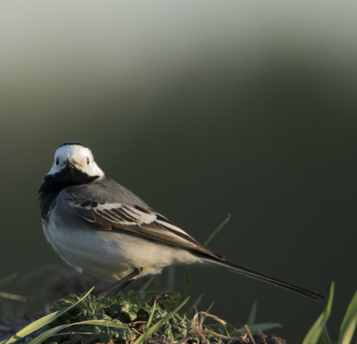 Gisteren de nieuwe lens binnen gekregen (Tamron 150-600 G2 voor Nikon). Op het industrie terrein zitten altijd wat kwikstaartjes die goed te benaderen zijn met de auto.

Het was al tegen 19:30, omstandigheden waren dan ook niet ideaal.