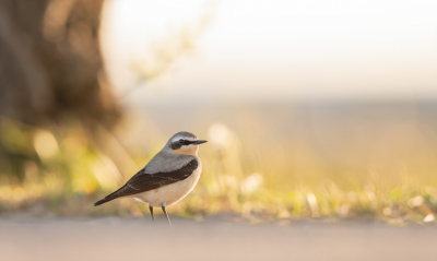 <i class='fa fa-user'></i> Hans Overduin |   Tapuit  <i class='fa fa-eye'> 327</i>  <i class='fa fa-thumbs-up'> 11</i>   <i class='fa fa-comment-o'> 13</i>