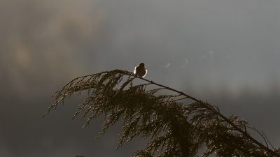 <i class='fa fa-user'></i> EvdSluis |   Tjiftjaf  <i class='fa fa-eye'> 199</i>  <i class='fa fa-thumbs-up'> 12</i>   <i class='fa fa-comment-o'> 10</i>