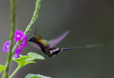 <i class='fa fa-user'></i> charlysax |   Gekuifde Draadkolibrie  <i class='fa fa-eye'> 167</i>  <i class='fa fa-thumbs-up'> 14</i>   <i class='fa fa-comment-o'> 11</i>