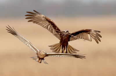 <i class='fa fa-user'></i> Ben Reitsma |   Bruine Kiekendief  <i class='fa fa-eye'> 597</i>  <i class='fa fa-thumbs-up'> 15</i>   <i class='fa fa-comment-o'> 16</i>