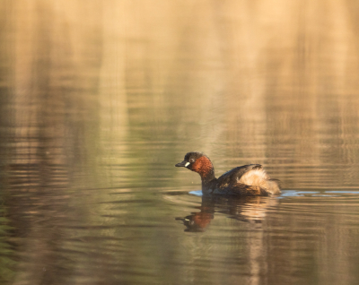 In dezelfde plas als waar ik de Canadese gans heb gefotografeerd, kon ik vandaag ook de dodaars erop zetten. De omgeving kleurt goud vanwege de uitgebloeide rietstengels die weerspiegeld worden in het water.