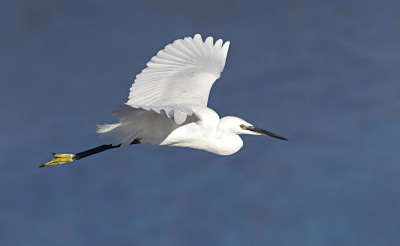 Een beetje in de archieven gerommeld en kwam deze Portugese Kleine Zilverreiger tegen. We zouden deze week een reis maken naar Portugal, maar helaas........ Vandaar deze terugblik