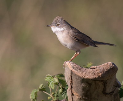 <i class='fa fa-user'></i> loek van de Leur |   Grasmus  <i class='fa fa-eye'> 225</i>  <i class='fa fa-thumbs-up'> 2</i>   <i class='fa fa-comment-o'> 4</i>