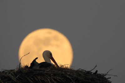 <i class='fa fa-user'></i> sieb |   Ooievaar  <i class='fa fa-eye'> 220</i>  <i class='fa fa-thumbs-up'> 8</i>   <i class='fa fa-comment-o'> 11</i>