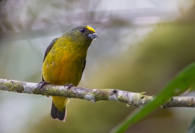 <i class='fa fa-user'></i> charlysax |   Groenkaporganist  <i class='fa fa-eye'> 117</i>  <i class='fa fa-thumbs-up'> 3</i>   <i class='fa fa-comment-o'> 3</i>