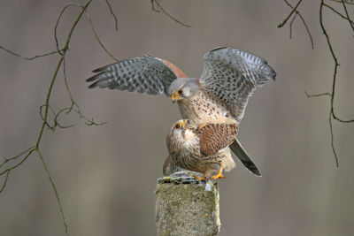 <i class='fa fa-user'></i> Gejo Wassink |   Torenvalk  <i class='fa fa-eye'> 471</i>  <i class='fa fa-thumbs-up'> 38</i>   <i class='fa fa-comment-o'> 23</i>