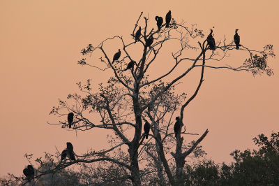 Vanuit 1 van de vogelhutten in de Alde Feanen is deze boom te zien, die bij ons de aalscholverboom heet. 's Ochtends vroeg in sfeervol licht gefotografeerd, de aalscholvers zijn nog grotendeels in rust. Een foto van een tijdje terug, maar de aalscholvers zitten nog altijd dagelijks in deze boom. De broedkolonie ligt een heel stuk verderop.