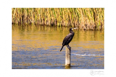 Vlakbij Driewegen een leuk water waar de Aalscholver elke dag op hetzelfde paaltje zit.