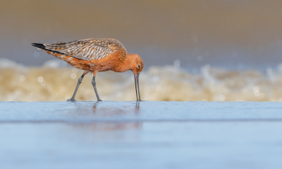 <i class='fa fa-user'></i> Hans Overduin |   Rosse Grutto  <i class='fa fa-eye'> 371</i>  <i class='fa fa-thumbs-up'> 31</i>   <i class='fa fa-comment-o'> 12</i>