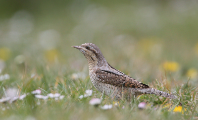 <i class='fa fa-user'></i> Henk Wiebe van der Meulen |   Draaihals  <i class='fa fa-eye'> 601</i>  <i class='fa fa-thumbs-up'> 38</i>   <i class='fa fa-comment-o'> 21</i>