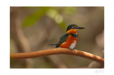 In 2019 in Costa Rica op vakantie veel vogels gefotografeerd. 3 soorten ijsvogels. De rode komt er niet heel veel voor en was voor lokale bevolking zelfs bijzonder.