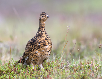 <i class='fa fa-user'></i> Alfred Berkhof |   Alpensneeuwhoen  <i class='fa fa-eye'> 293</i>  <i class='fa fa-thumbs-up'> 11</i>   <i class='fa fa-comment-o'> 7</i>