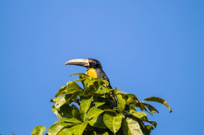 Costa Rica tijdens vakantie in 2019. Vele vogels gezien.