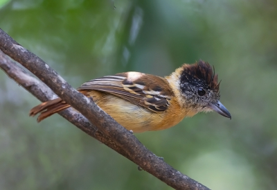 <i class='fa fa-user'></i> charlysax |   Withalsmierklauwier  <i class='fa fa-eye'> 109</i>  <i class='fa fa-thumbs-up'> 2</i>   <i class='fa fa-comment-o'> 2</i>