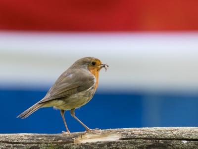 <i class='fa fa-user'></i> Gert-Jan Cromwijk |   Roodborst  <i class='fa fa-eye'> 234</i>  <i class='fa fa-thumbs-up'> 15</i>   <i class='fa fa-comment-o'> 14</i>