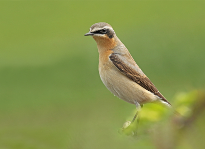 Ik was aan het fotograferen vanuit de auto in de Arkemheense polder en ineens zag ik uit mijn ooghoek een klein vogeltje langs de slootkant lopen. Het was deze tapuit. Of hij had mij niet opgemerkt of hij was niet zo schuw.
Ik kon het portier openen en hem daarna met laag standpunt van dichtbij op de foto zetten.
Ik moest zelfs nog uitzoomen om wat ruimte rond de vogel te hebben.
Groeten, Rob