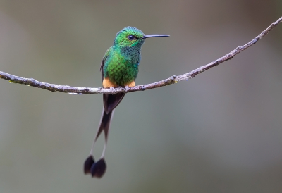 <i class='fa fa-user'></i> charlysax |   Peruaans Vlagstaartpluimbroekje  <i class='fa fa-eye'> 146</i>  <i class='fa fa-thumbs-up'> 10</i>   <i class='fa fa-comment-o'> 6</i>