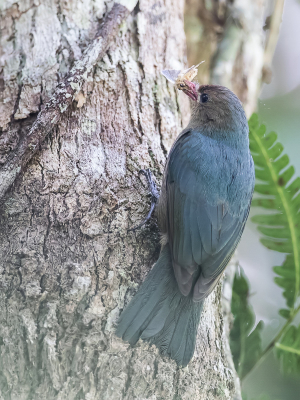 <i class='fa fa-user'></i> Paul van Giersbergen |   Boomklevervanga  <i class='fa fa-eye'> 120</i>  <i class='fa fa-thumbs-up'> 1</i>   <i class='fa fa-comment-o'> 0</i>