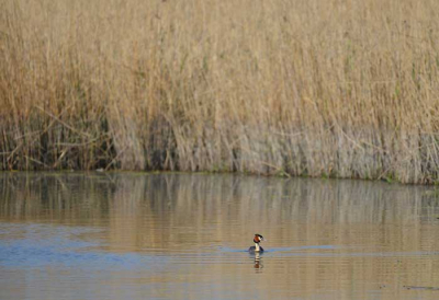 Eerst wat voorzichtig, maar later gewend aan onze aanwezigheid, ging de fuut voor ons op duiktocht. De mooiste foto is toch deze geworden met de mooie achtergrond, terwijl het dier nog ver weg was.