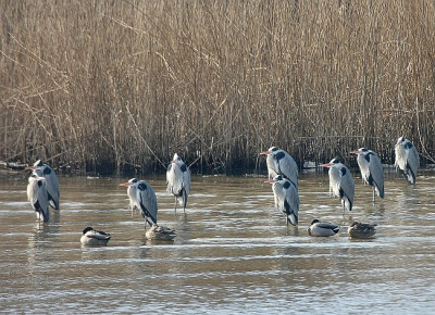 Een groepje blauwe reigers staan heer lijk uit te rusten. Twee setjes wilde eenden liggen erbij. Ook dit hoort op birdpix. Sfeerfoto's als deze.