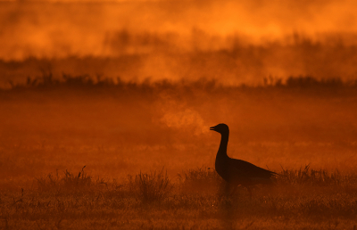 <i class='fa fa-user'></i> Eric Gibcus |   Grauwe Gans  <i class='fa fa-eye'> 305</i>  <i class='fa fa-thumbs-up'> 27</i>   <i class='fa fa-comment-o'> 9</i>