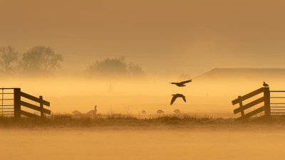 <i class='fa fa-user'></i> Conny Schotanus |   Grauwe Gans  <i class='fa fa-eye'> 248</i>  <i class='fa fa-thumbs-up'> 20</i>   <i class='fa fa-comment-o'> 17</i>