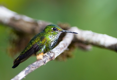 <i class='fa fa-user'></i> charlysax |   Peruaans Vlagstaartpluimbroekje  <i class='fa fa-eye'> 151</i>  <i class='fa fa-thumbs-up'> 4</i>   <i class='fa fa-comment-o'> 6</i>