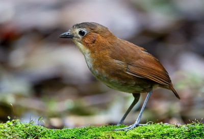 <i class='fa fa-user'></i> charlysax |   Przewalski's Mierpitta  <i class='fa fa-eye'> 163</i>  <i class='fa fa-thumbs-up'> 5</i>   <i class='fa fa-comment-o'> 7</i>