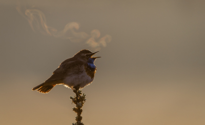 <i class='fa fa-user'></i> Hans Overduin |   Blauwborst  <i class='fa fa-eye'> 515</i>  <i class='fa fa-thumbs-up'> 38</i>   <i class='fa fa-comment-o'> 29</i>