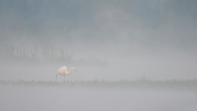 <i class='fa fa-user'></i> corvanspijk |   Grote Zilverreiger  <i class='fa fa-eye'> 260</i>  <i class='fa fa-thumbs-up'> 14</i>   <i class='fa fa-comment-o'> 7</i>