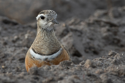 Deze avond genoten van een 4-tal Morinelplevieren, wat zijn het toch prachtige vogels.