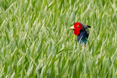 In het veld stak hij af en toe zijn kop op. Door zelf stil te zitten zag hij me niet in het begin. Maar ze zijn erg achterdochtig en uiteindelijk na de shots ging ie er als een speer vandoor.