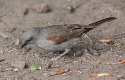 Vrij algemeen in Awassa, dit vogeltje. Ze zaten gewoon bij de huizen langs de grote weg. Zoekend naar kruimels. Ik kon er zo dicht bijkomen dat ik hem vrijwel beeldgroot kon fotograferen, maar nemand snapt waarm je zo'n vogeltje fotografeert. Volgens mij staat er zelfs maar een van op BP. 

Vanwge het vele grijs zou ik de Northern Grey-headed Sparrow uitsluiten (die is toch meer bruin op de rug?)

Ik hoop nu toch eens goed te zitten.