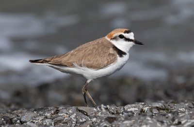 <i class='fa fa-user'></i> Celly |   Strandplevier  <i class='fa fa-eye'> 345</i>  <i class='fa fa-thumbs-up'> 18</i>   <i class='fa fa-comment-o'> 12</i>