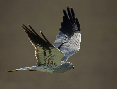 <i class='fa fa-user'></i> anevanrees |   Grauwe Kiekendief  <i class='fa fa-eye'> 515</i>  <i class='fa fa-thumbs-up'> 32</i>   <i class='fa fa-comment-o'> 15</i>