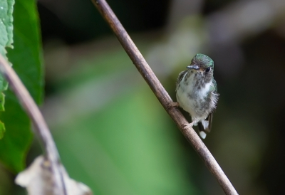 <i class='fa fa-user'></i> charlysax |   Ecuadoreksterstaart  <i class='fa fa-eye'> 108</i>  <i class='fa fa-thumbs-up'> 1</i>   <i class='fa fa-comment-o'> 3</i>