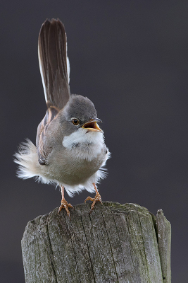 <i class='fa fa-user'></i> Tom |   Grasmus  <i class='fa fa-eye'> 415</i>  <i class='fa fa-thumbs-up'> 22</i>   <i class='fa fa-comment-o'> 15</i>